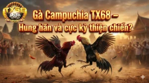 Gà Campuchia TX68 – Hung hãn và cực kỳ thiện chiến