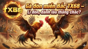 Gà đòn miền Bắc TX68 – Lì đòn, đánh lâu thắng chắc