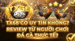 TX68 có uy tín không? Review từ người chơi đá gà thực tế