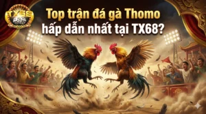 Top trận đá gà Thomo hấp dẫn nhất tại TX68