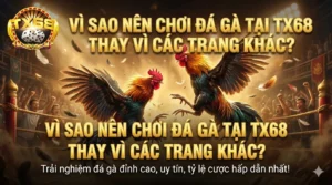 Vì sao nên chơi đá gà tại TX68 thay vì các trang khác?