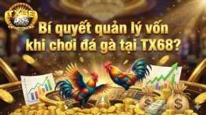 Bí quyết quản lý vốn khi chơi đá gà tại TX68